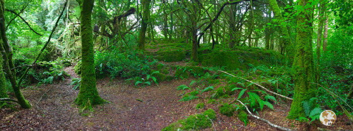 Bosques verdes en Parque Nacional de Killarney