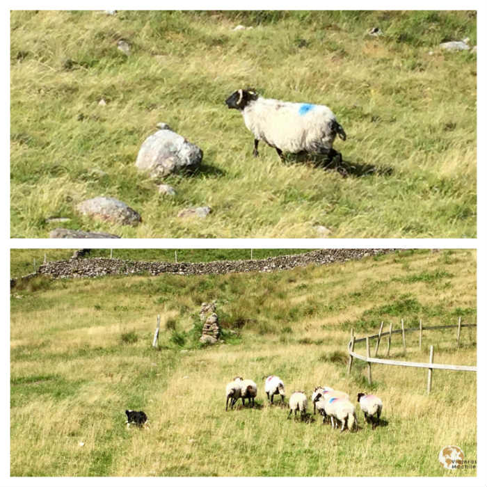 Killer Sheeps, Connemara