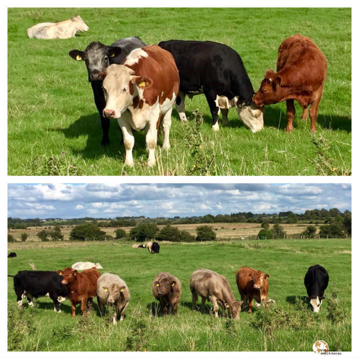 Vacas de Connemara